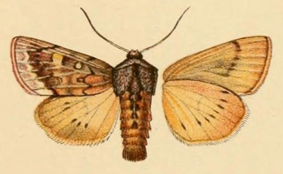 Peucephila essoni, Holotypus. Links Oberseite, rechts Unterseite (Hampson 1909, Taf. 16)